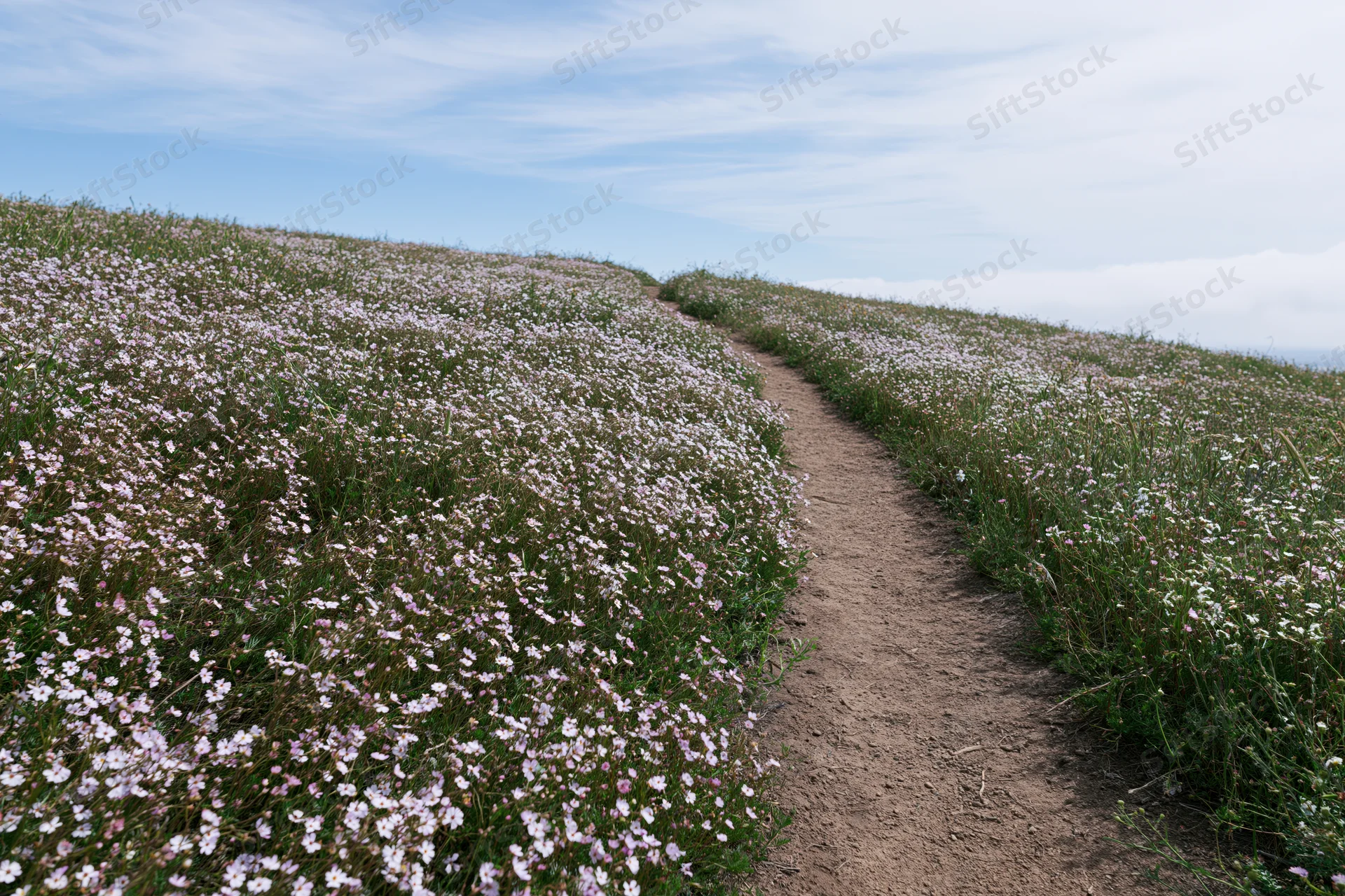 Narrow dirt footpath winding uphill through a hillside meadow covered in pink and white wildflowers