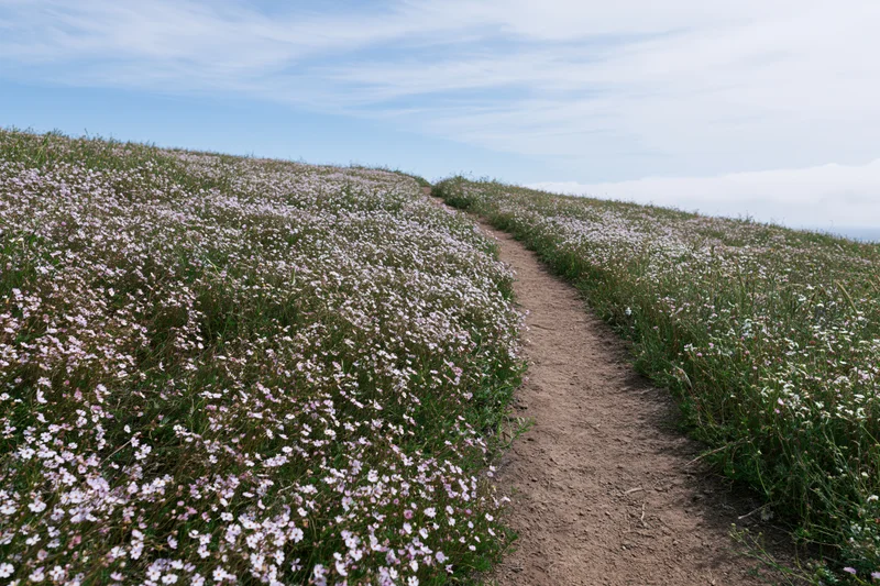 Narrow dirt footpath winding uphill through a hillside meadow covered in pink and white wildflowers