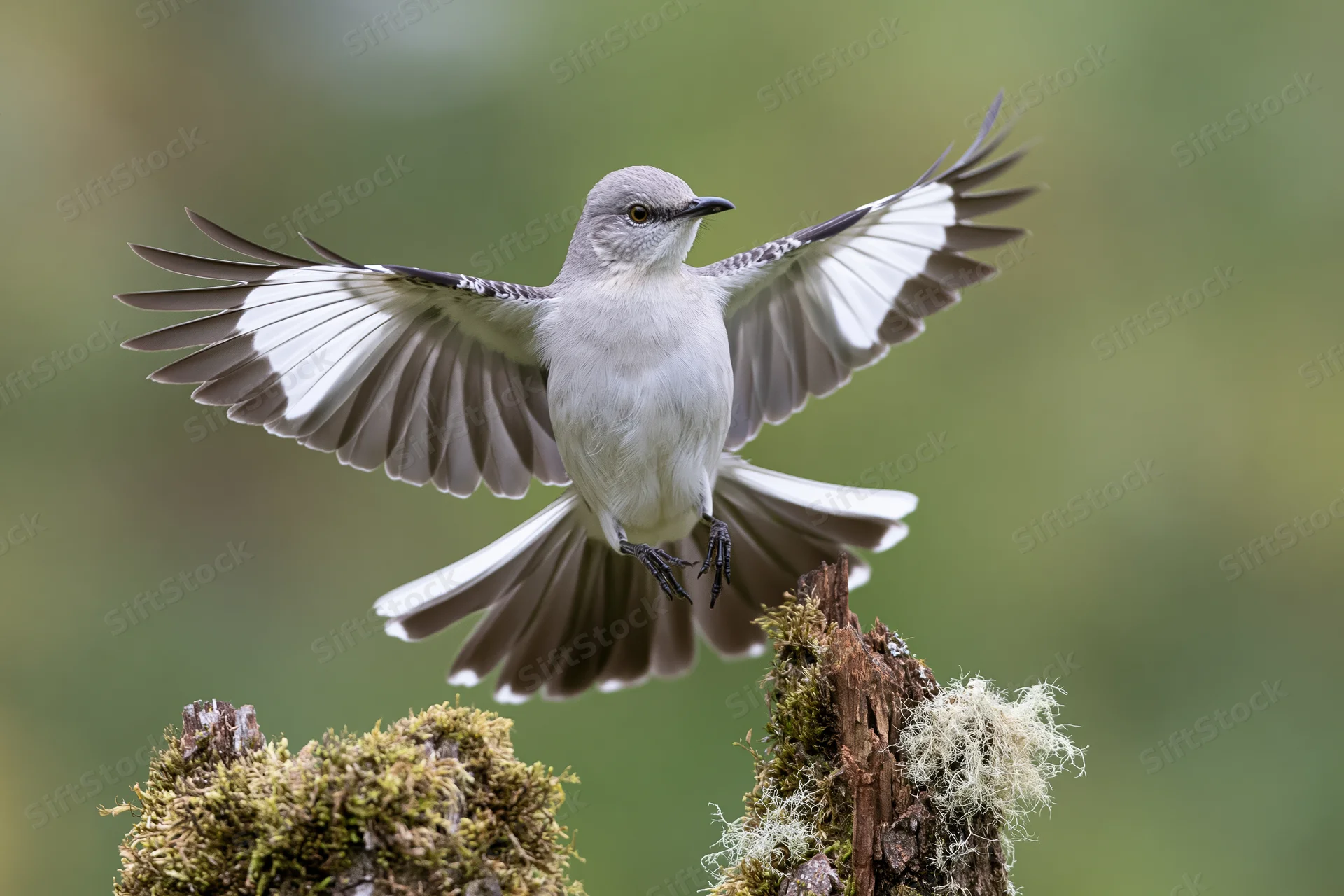 Northern mockingbird landing on a moss-covered dead tree stump with wings spread