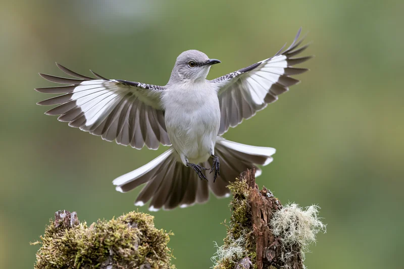 Northern mockingbird landing on a moss-covered dead tree stump with wings spread