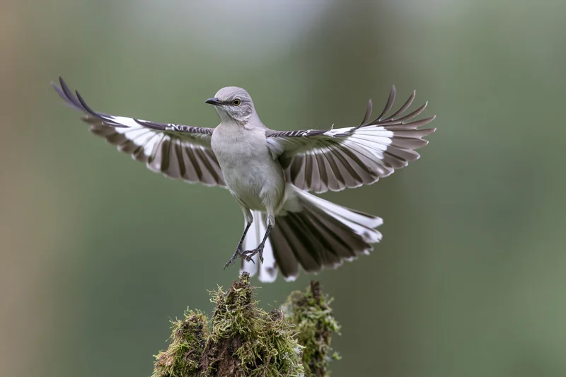 Northern mockingbird landing with wings spread on a moss-covered dead tree stump