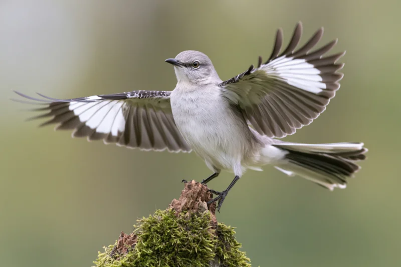Northern mockingbird landing on a moss-covered dead tree stump with wings spread