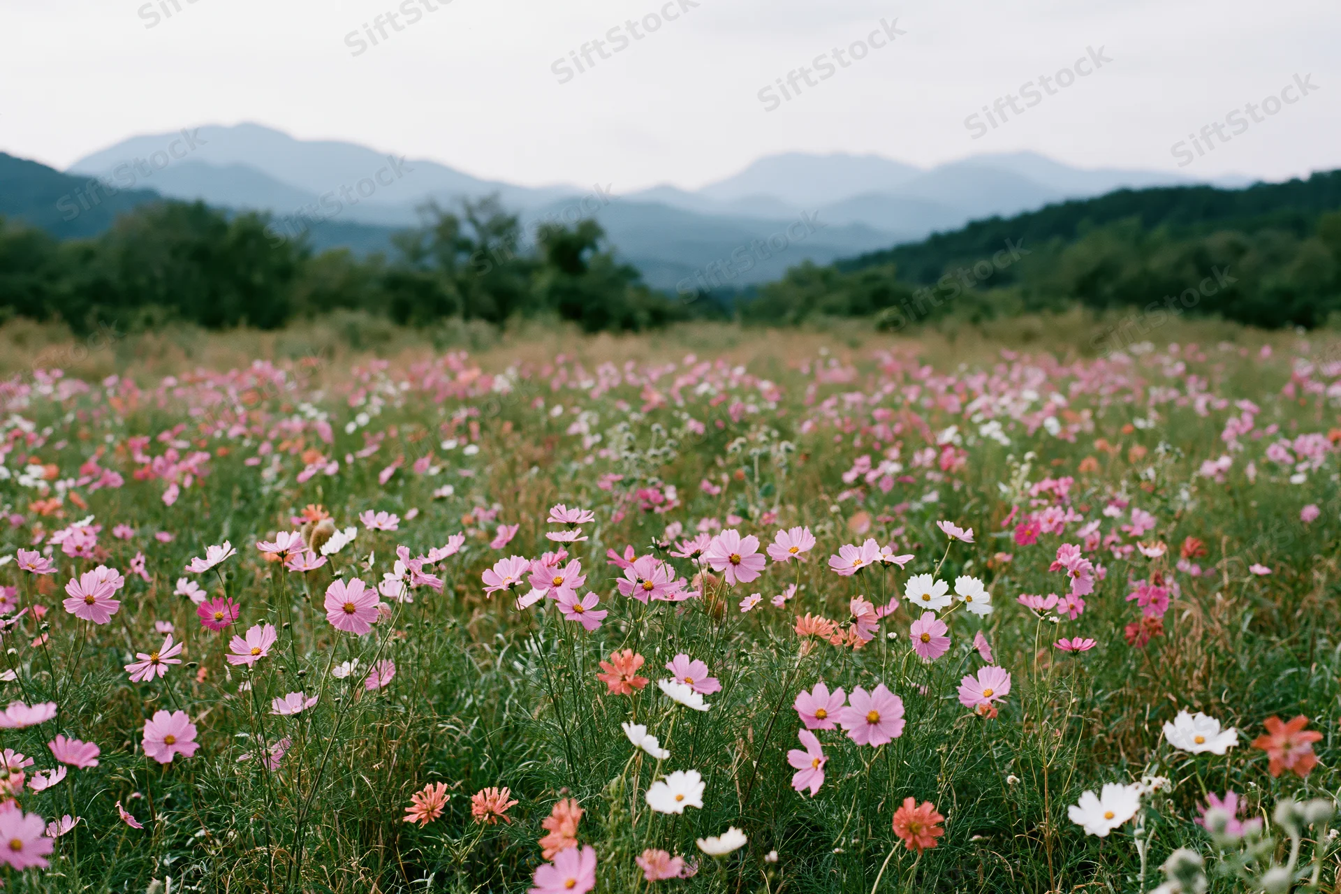 Cosmos flowers blooming in a meadow with mountains in the background