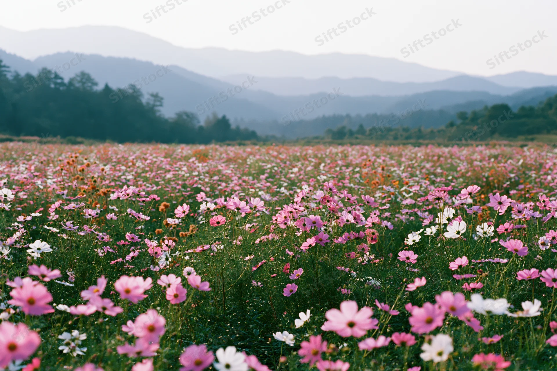Blooming cosmos flowers in pink and white spread across a meadow with distant mountains and trees in the background