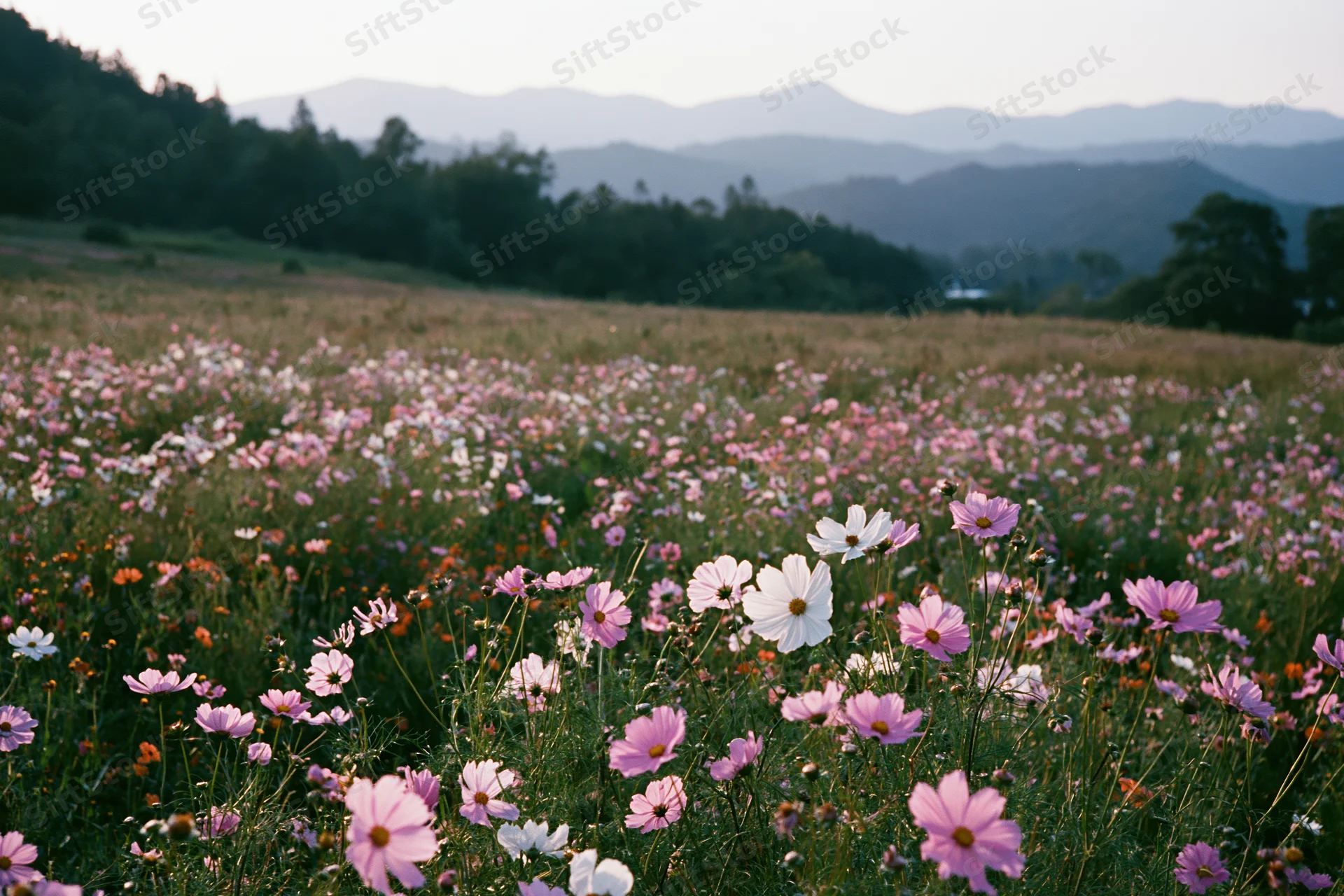 Blooming cosmos flowers in pink and white spread across a meadow with distant mountains and trees in the background