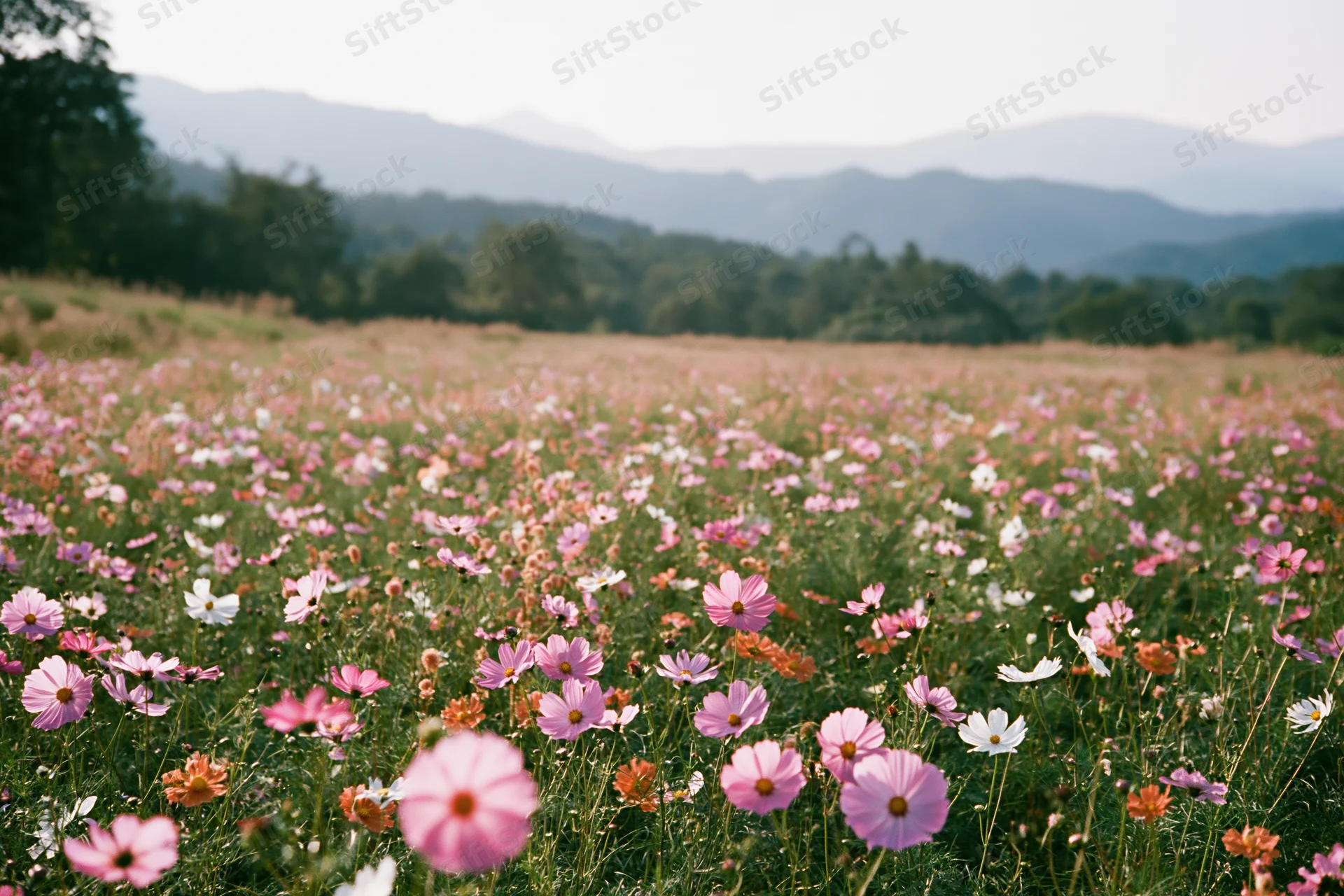 Blooming cosmos flowers in pink and white spread across an open meadow with distant mountains and trees in the background