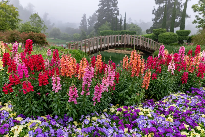 Dense beds of snapdragons in red, pink, orange and purple blooming in an ornamental garden with a wooden arched bridge over a misty pond surrounded by greenery