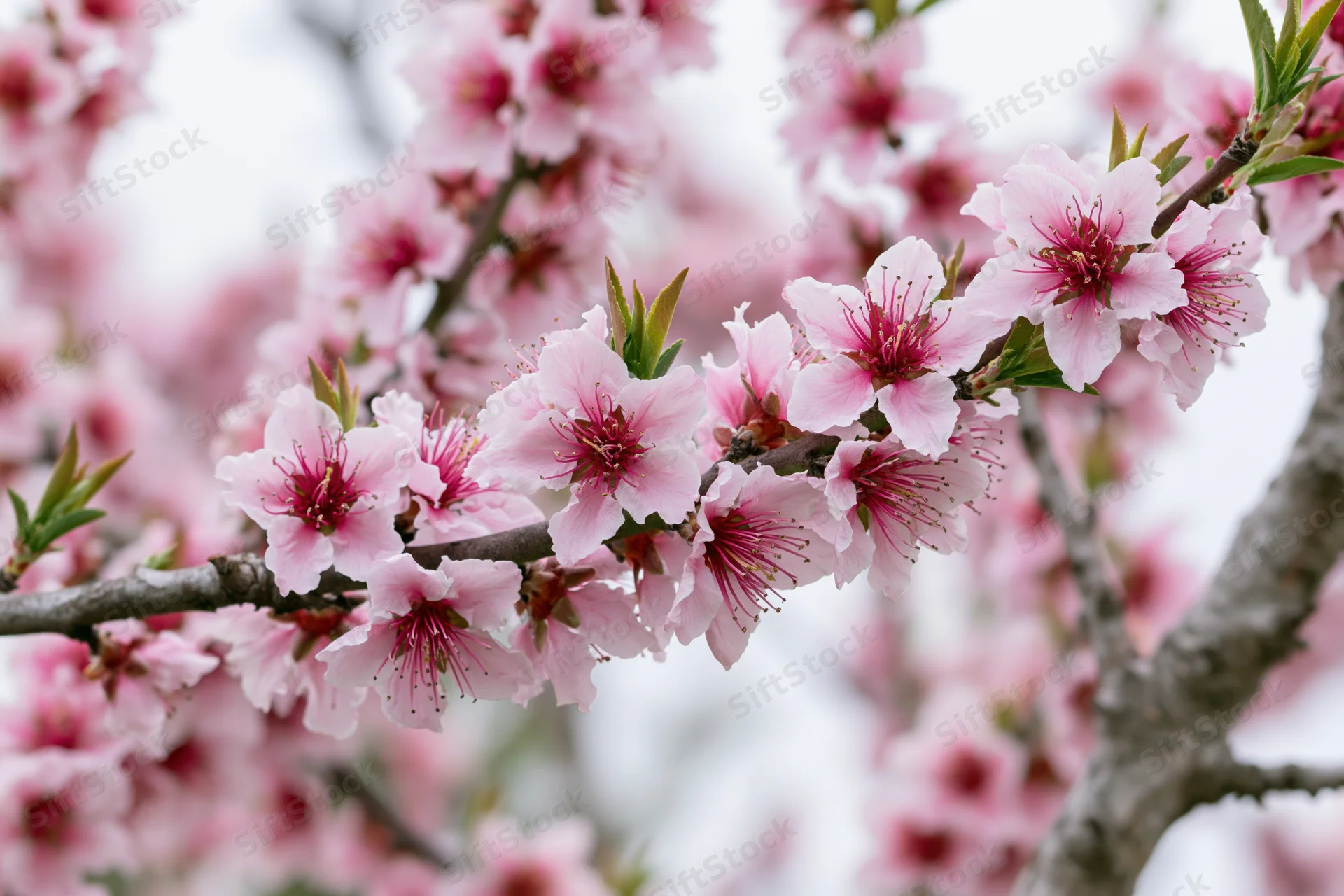 Peach blossom branch in full bloom with pink flowers and new green leaves against soft sky background