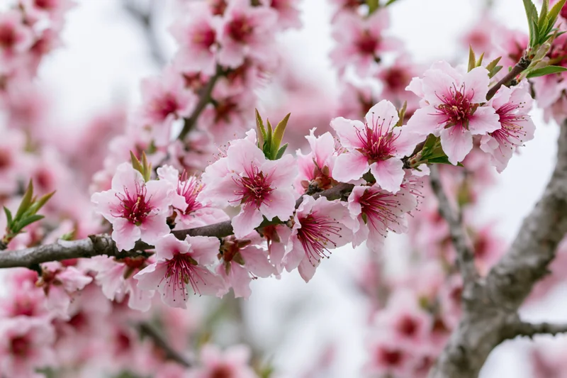 Peach blossom branch in full bloom with pink flowers and new green leaves against soft sky background