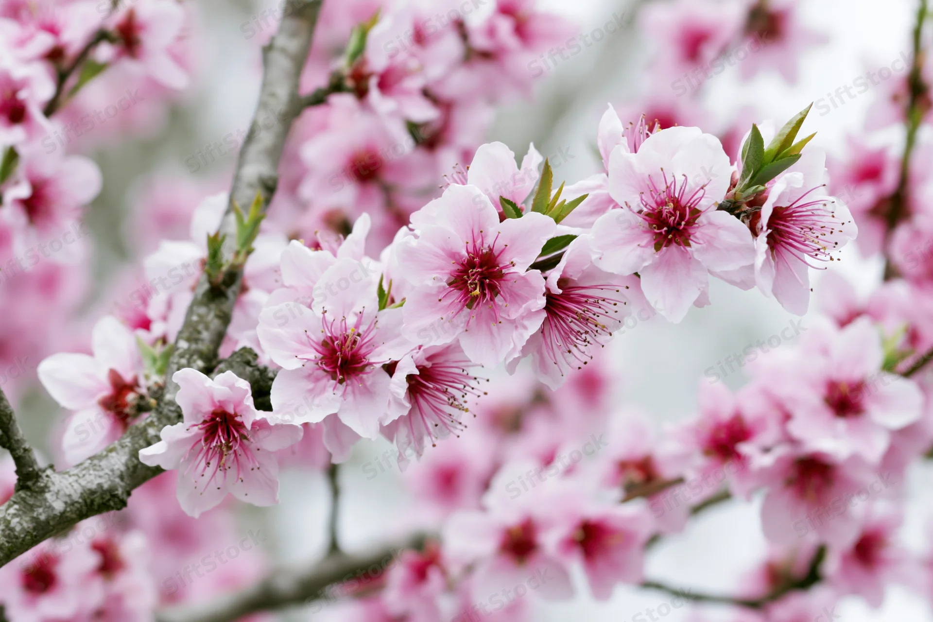 Pink blossoms blooming on a tree branch in spring garden