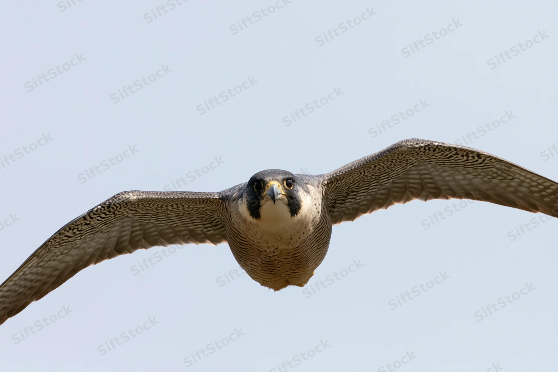 Peregrine falcon in mid-flight with wings fully extended against a clear sky