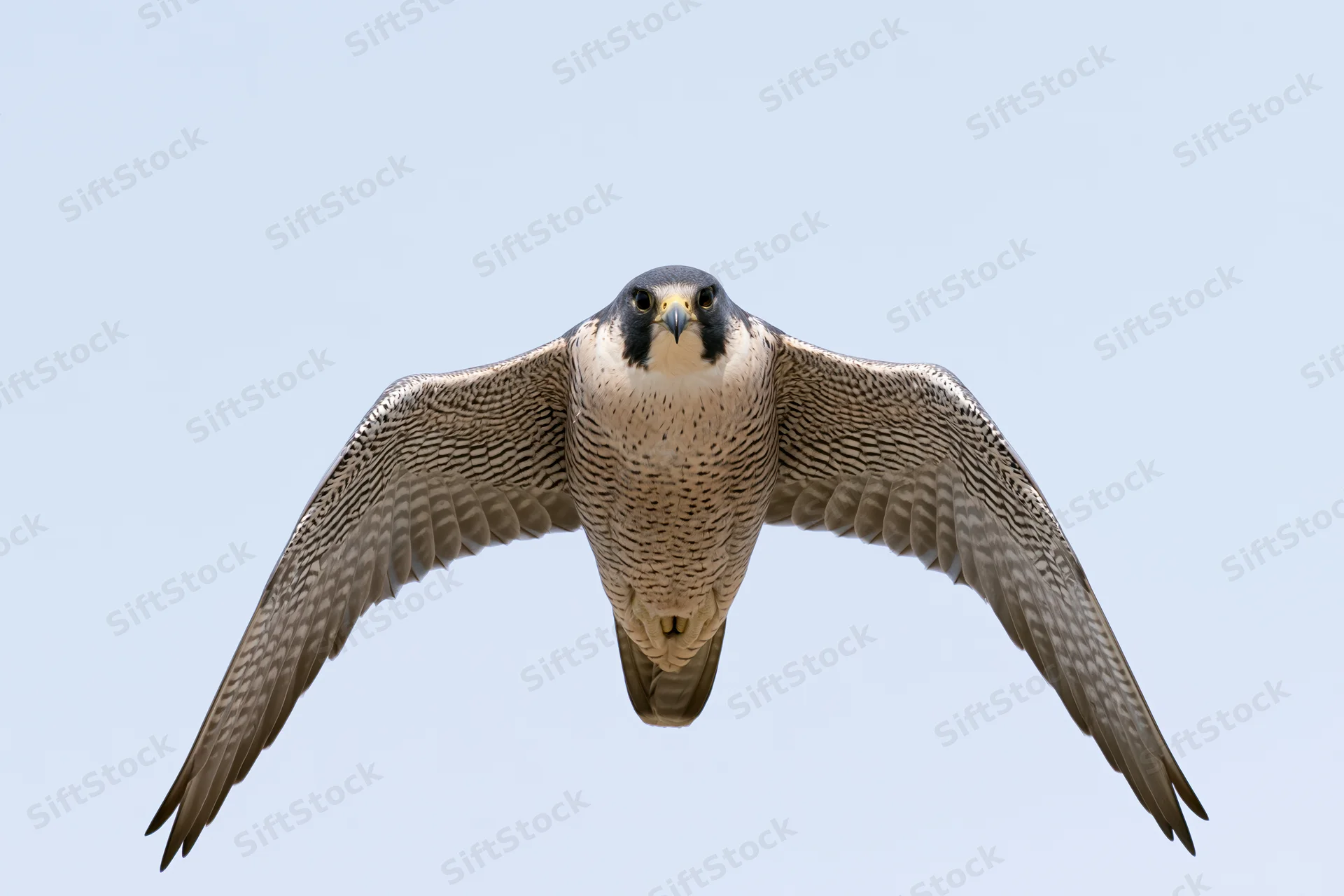 Peregrine falcon in mid-flight with wings fully extended against a clear blue sky