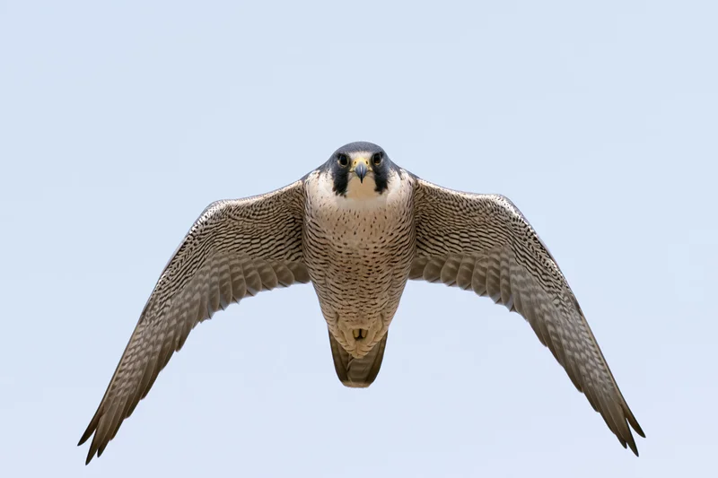 Peregrine falcon in mid-flight with wings fully extended against a clear blue sky