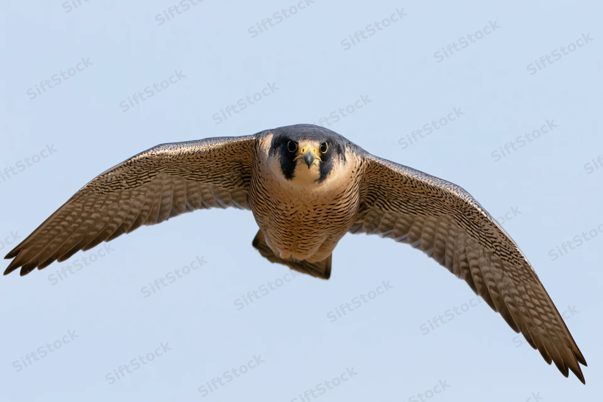 Peregrine falcon in mid-flight with wings fully extended against a clear blue sky