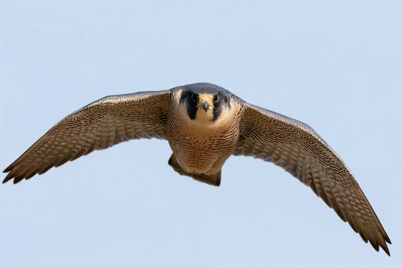 Peregrine falcon in mid-flight with wings fully extended against a clear blue sky