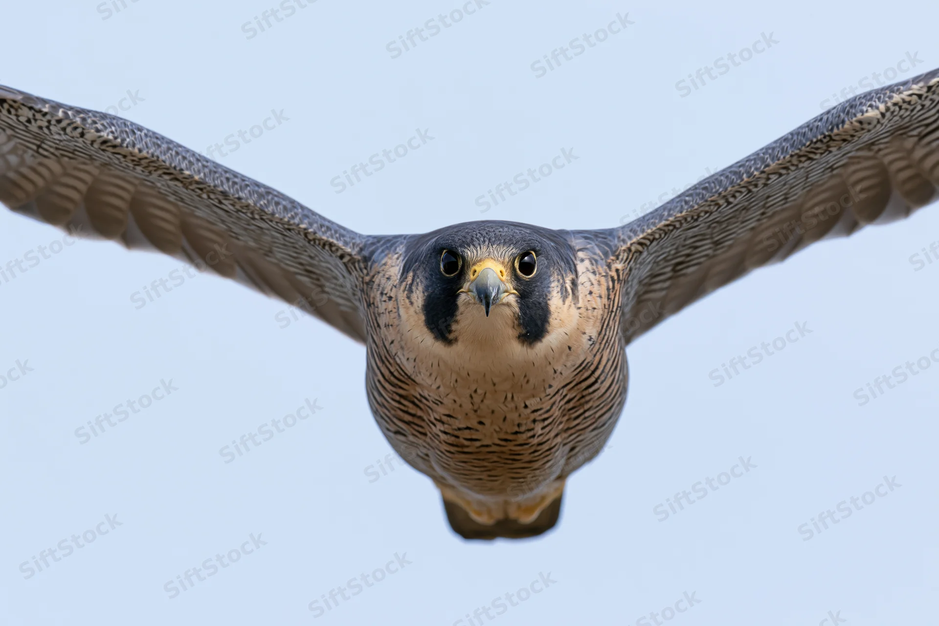 Peregrine falcon in mid-flight with wings fully extended against a clear blue sky