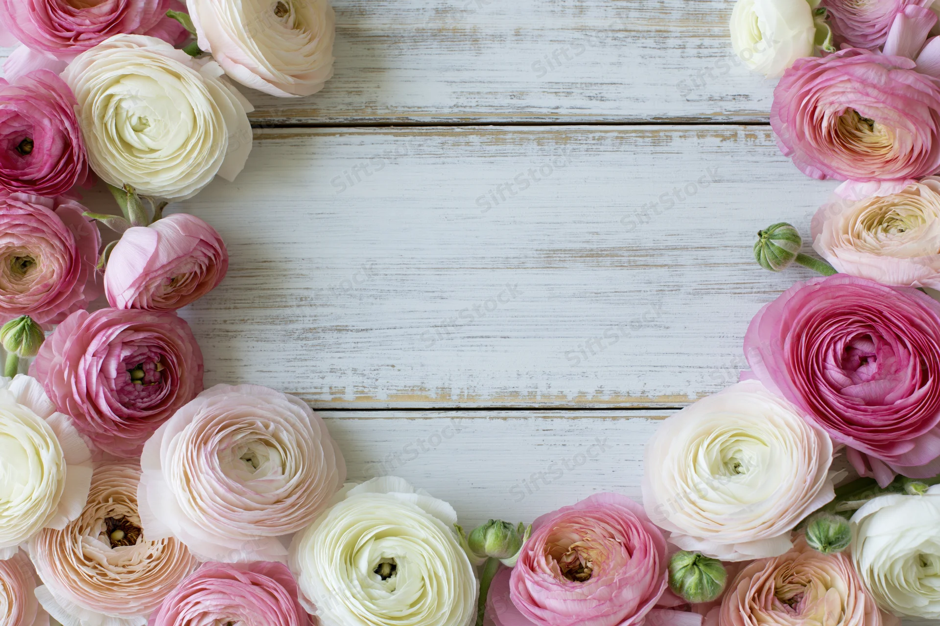 Pink and cream ranunculus flowers arranged as a border frame on a white wooden surface