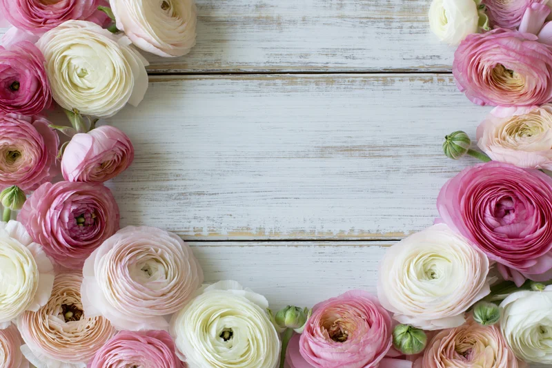 Pink and cream ranunculus flowers arranged as a border frame on a white wooden surface