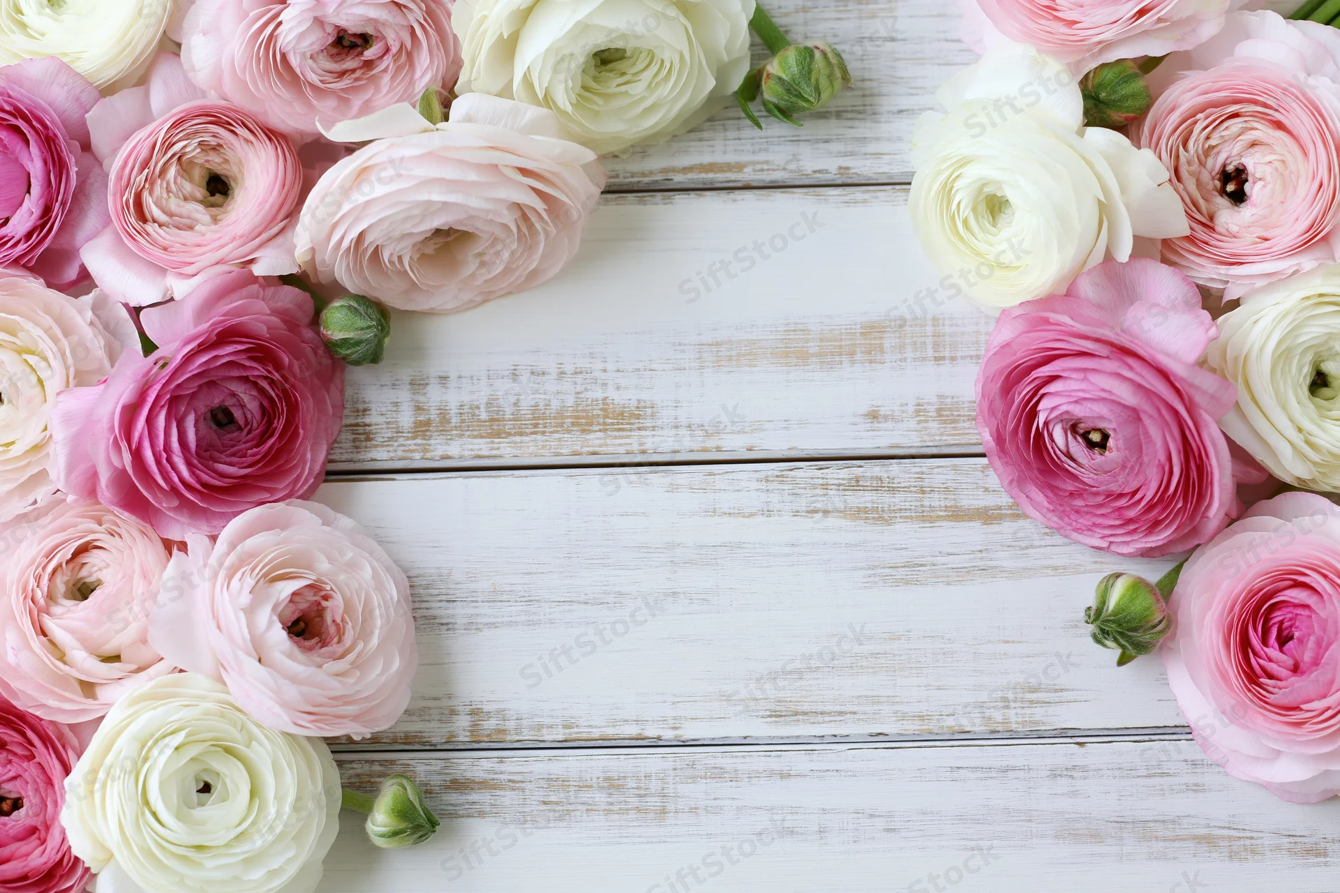 Pink and cream ranunculus flowers arranged as a border frame on a white wooden surface