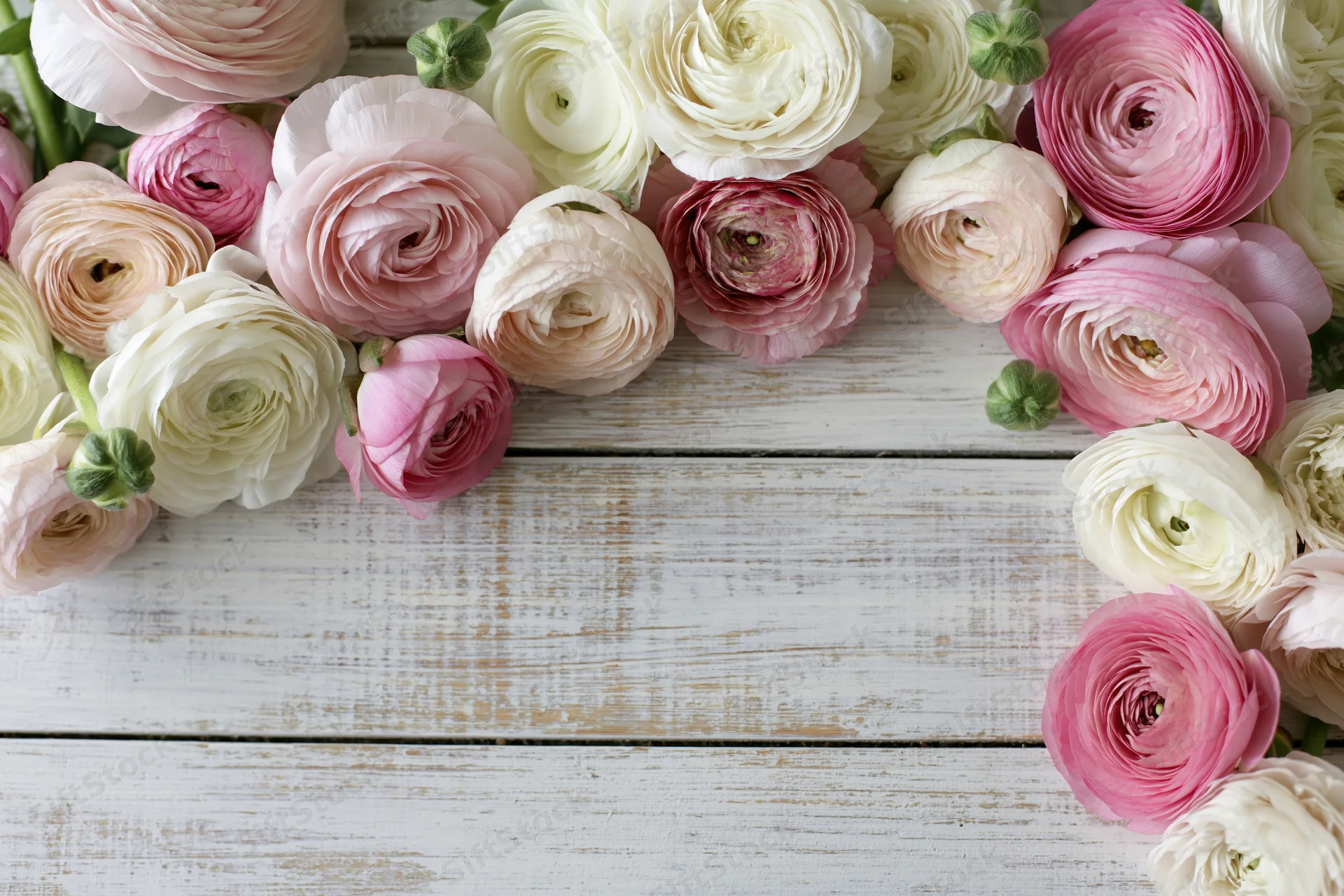 Ranunculus flowers arranged as a border frame on a white wooden surface