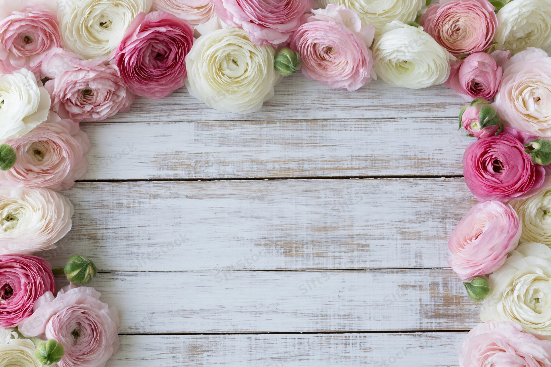 Pink and cream ranunculus flowers arranged as a border frame on a white wooden surface