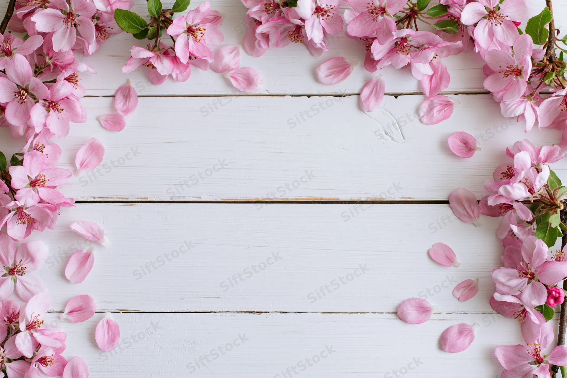 Pink apple blossoms and petals arranged in a flat lay frame on white wooden surface with copyspace