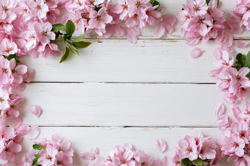 Pink apple blossoms and loose petals arranged as a flat lay border on white wooden surface with copyspace