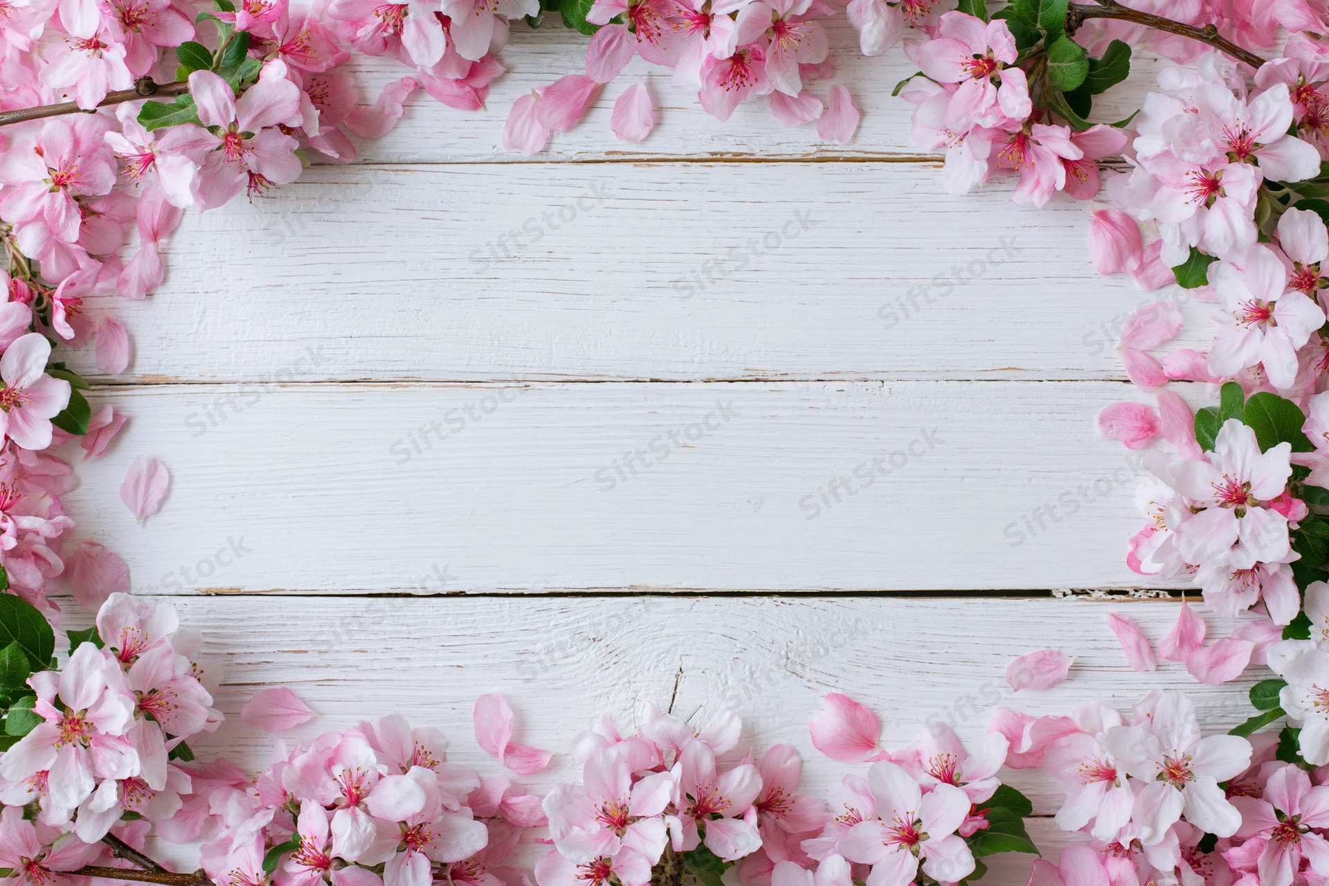 Pink apple blossoms and petals arranged in a frame on white wooden surface