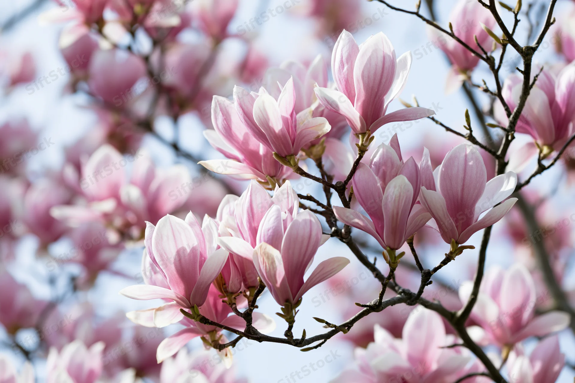 Pink magnolia blossoms clustered on bare dark branches against a light sky