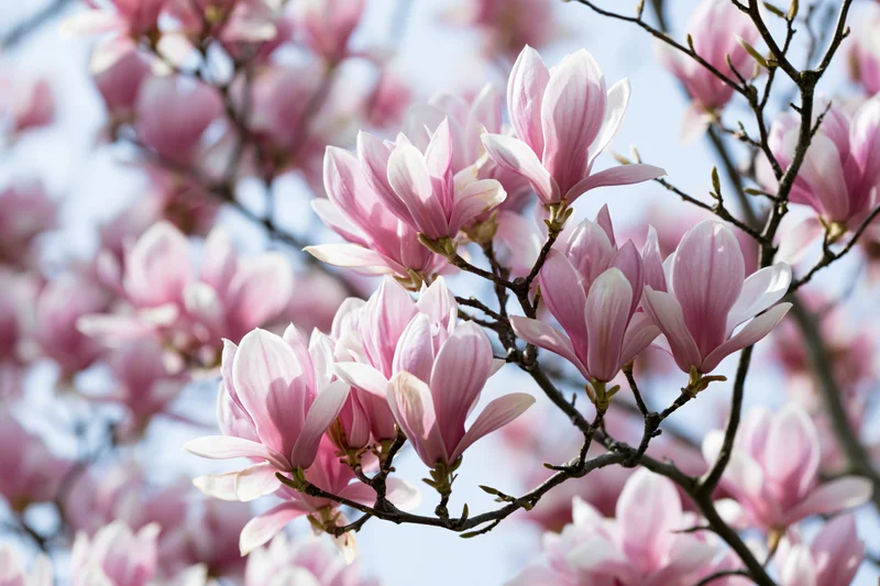 Pink magnolia blossoms clustered on bare dark branches against a light sky