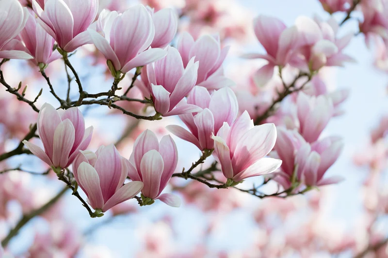Pink magnolia blossoms blooming on bare dark branches against a soft blue sky