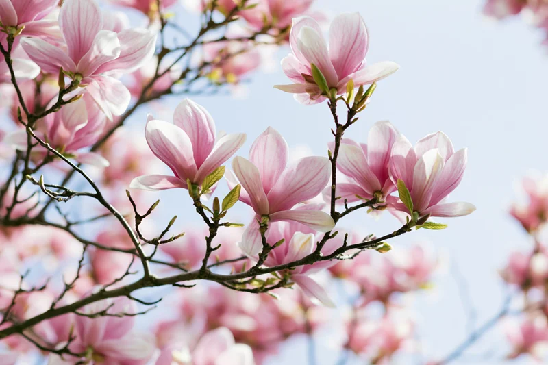 Pink magnolia blossoms in full bloom on branches against a light blue sky