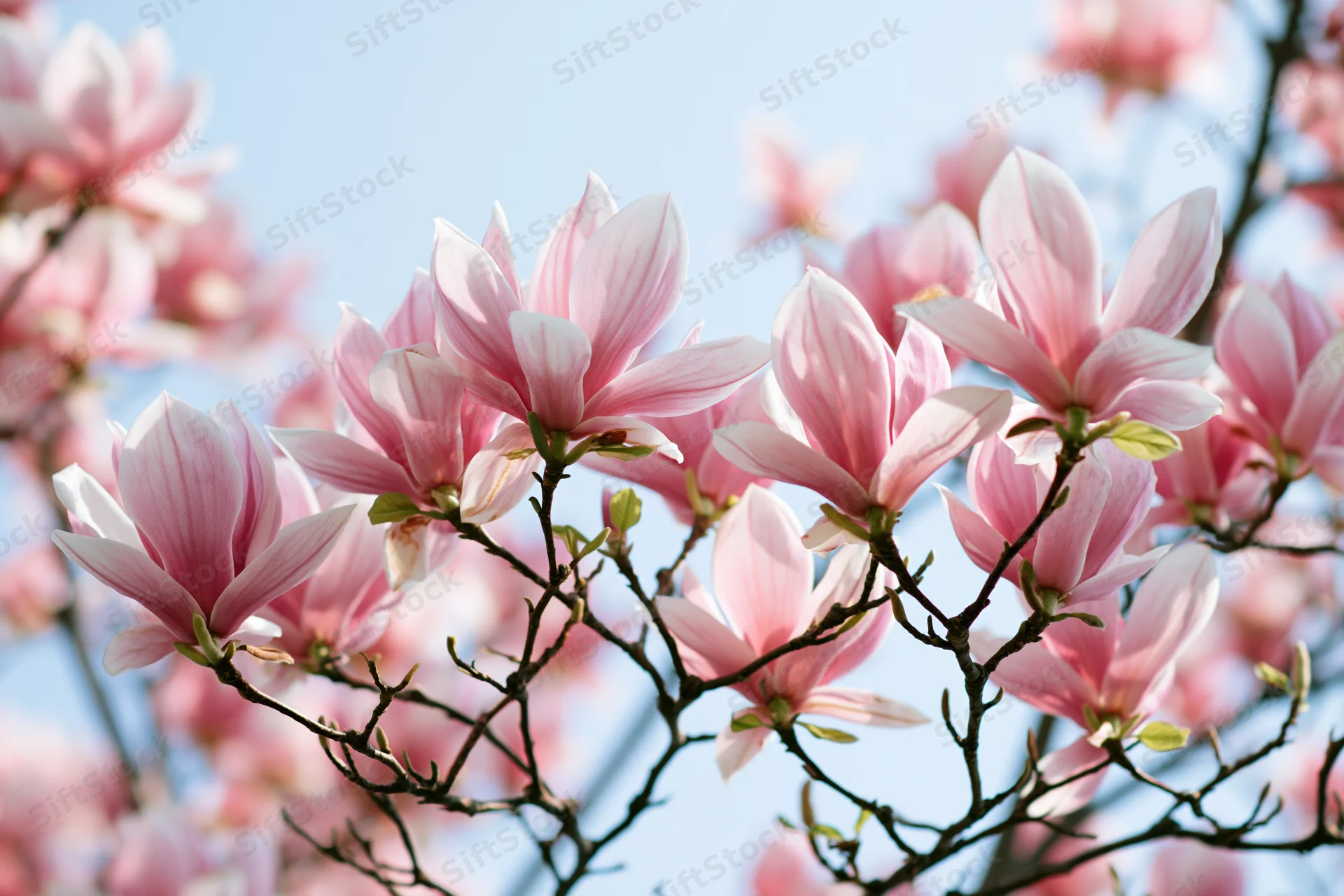 Pink magnolia blossoms in full bloom on branches against a blue sky