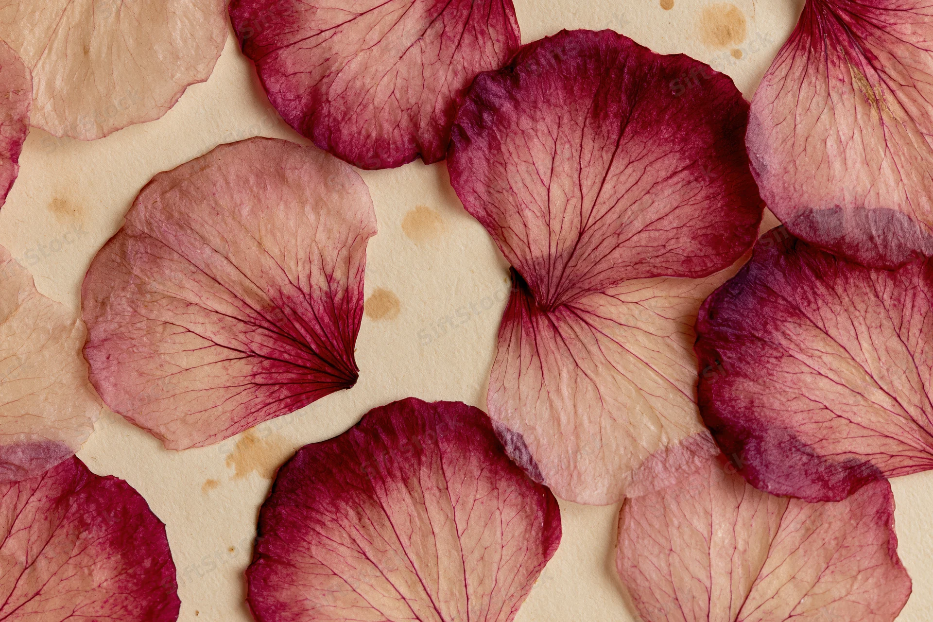 Pressed dried rose petals arranged flat on aged cream paper