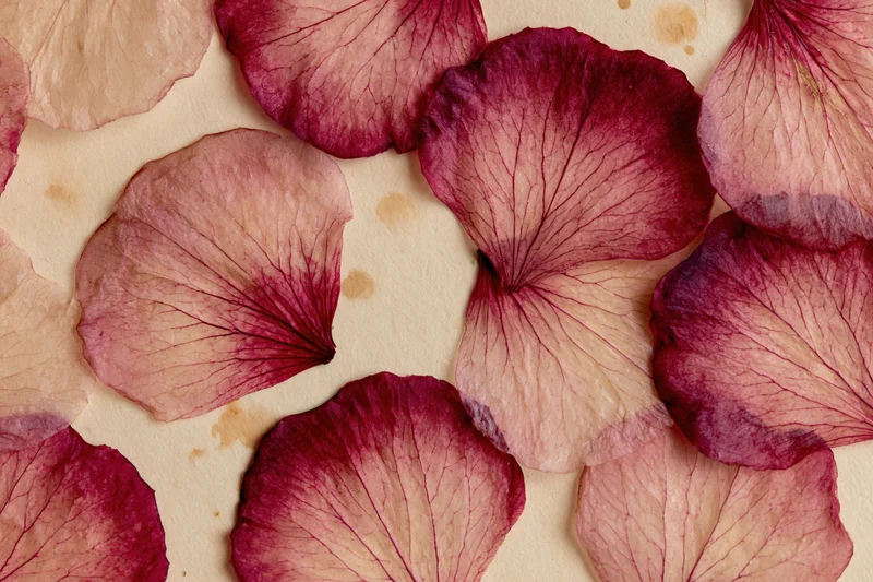 Pressed dried rose petals arranged flat on aged cream paper