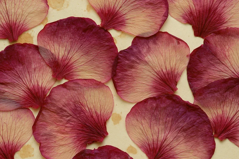 Pressed dried rose petals arranged flat on aged cream paper surface