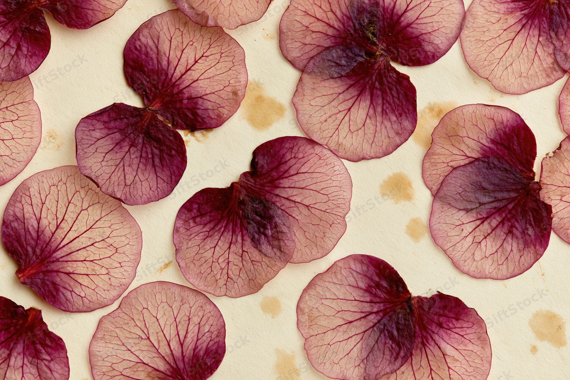 Pressed dried flower petals arranged flat on aged cream paper