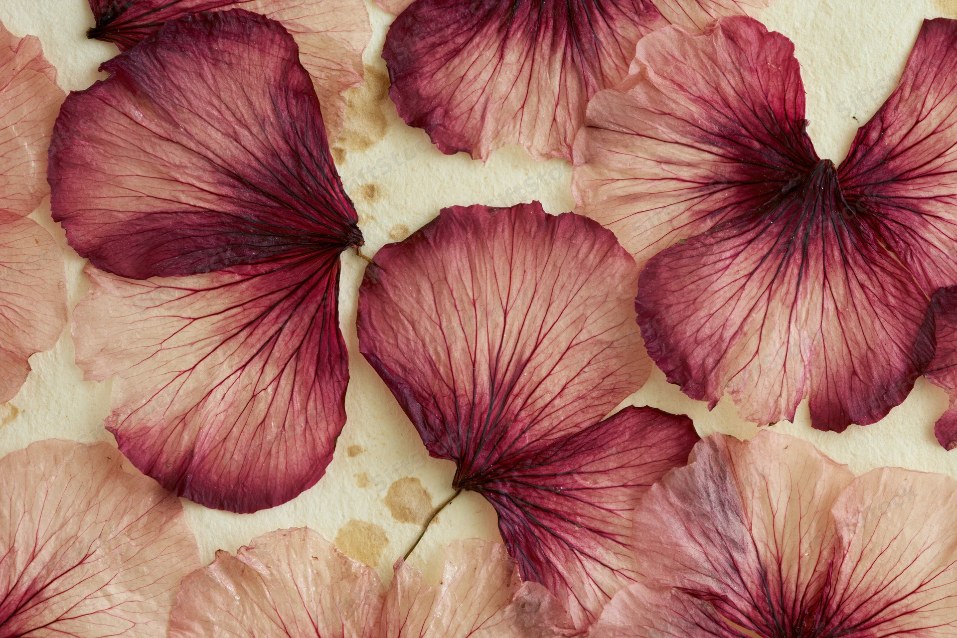 Pressed dried flower petals arranged flat on aged cream paper