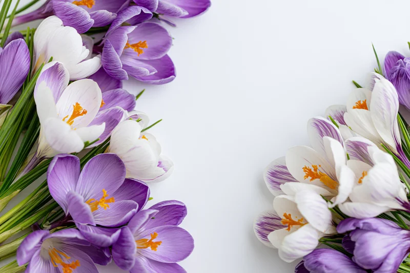 Purple and white crocus flowers with orange stamens arranged in a flat lay on white background with copyspace