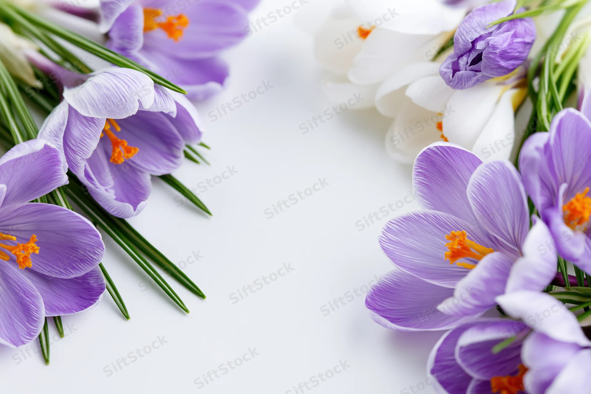 Purple and white crocus flowers with orange stamens arranged in a border on a white background with copyspace