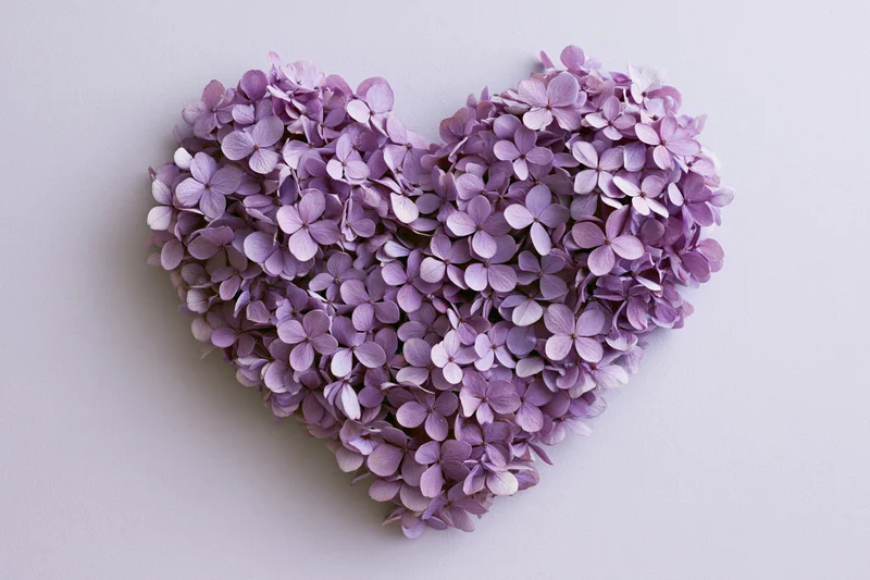 Purple hydrangea blooms arranged in heart shape flat lay on light background