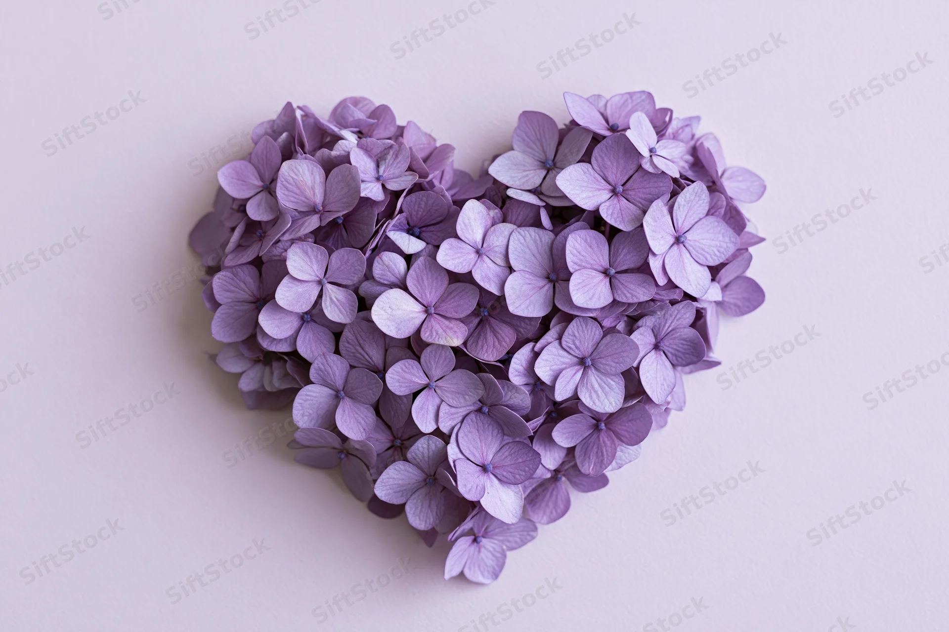 Purple hydrangea blooms arranged in heart shape flat lay on light background