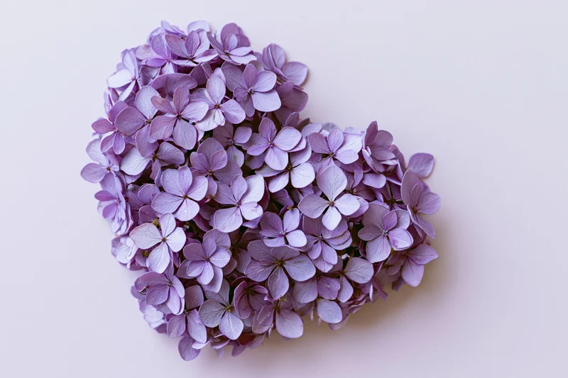 Purple hydrangea blooms arranged in heart shape on white background flat lay