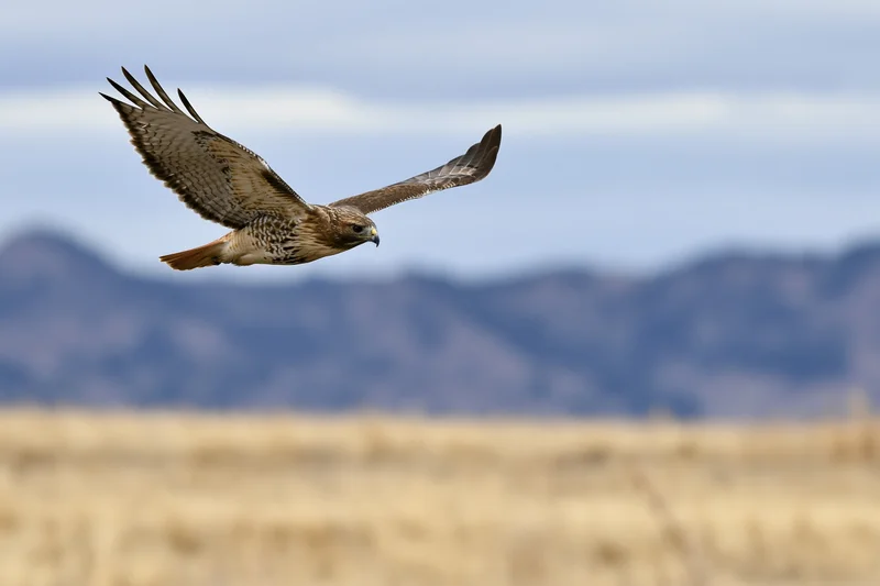 Red-tailed hawk gliding with wings fully spread over open field with distant mountains in background