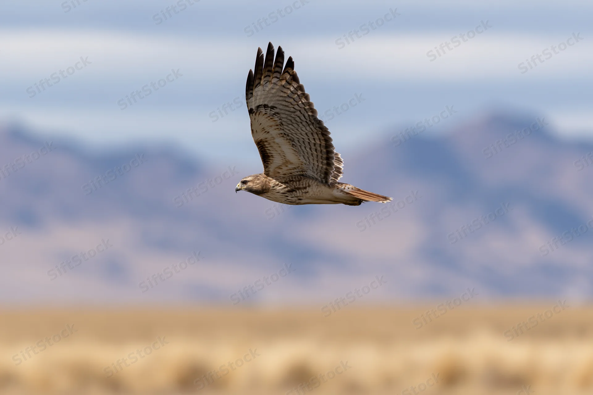 Red-tailed hawk gliding with wings fully spread over open desert landscape