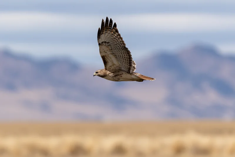 Red-tailed hawk gliding with wings fully spread over open desert landscape