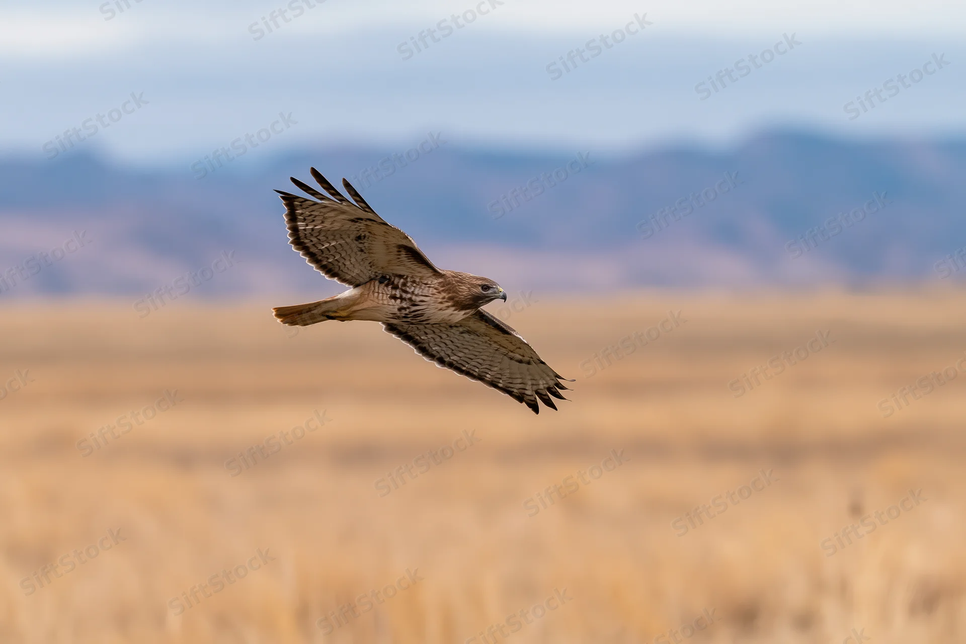 Red-tailed hawk gliding with wings fully spread over a golden grassland field