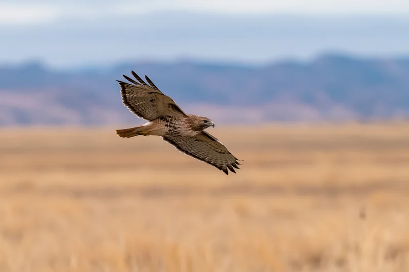 Red-tailed hawk gliding with wings fully spread over a golden grassland field