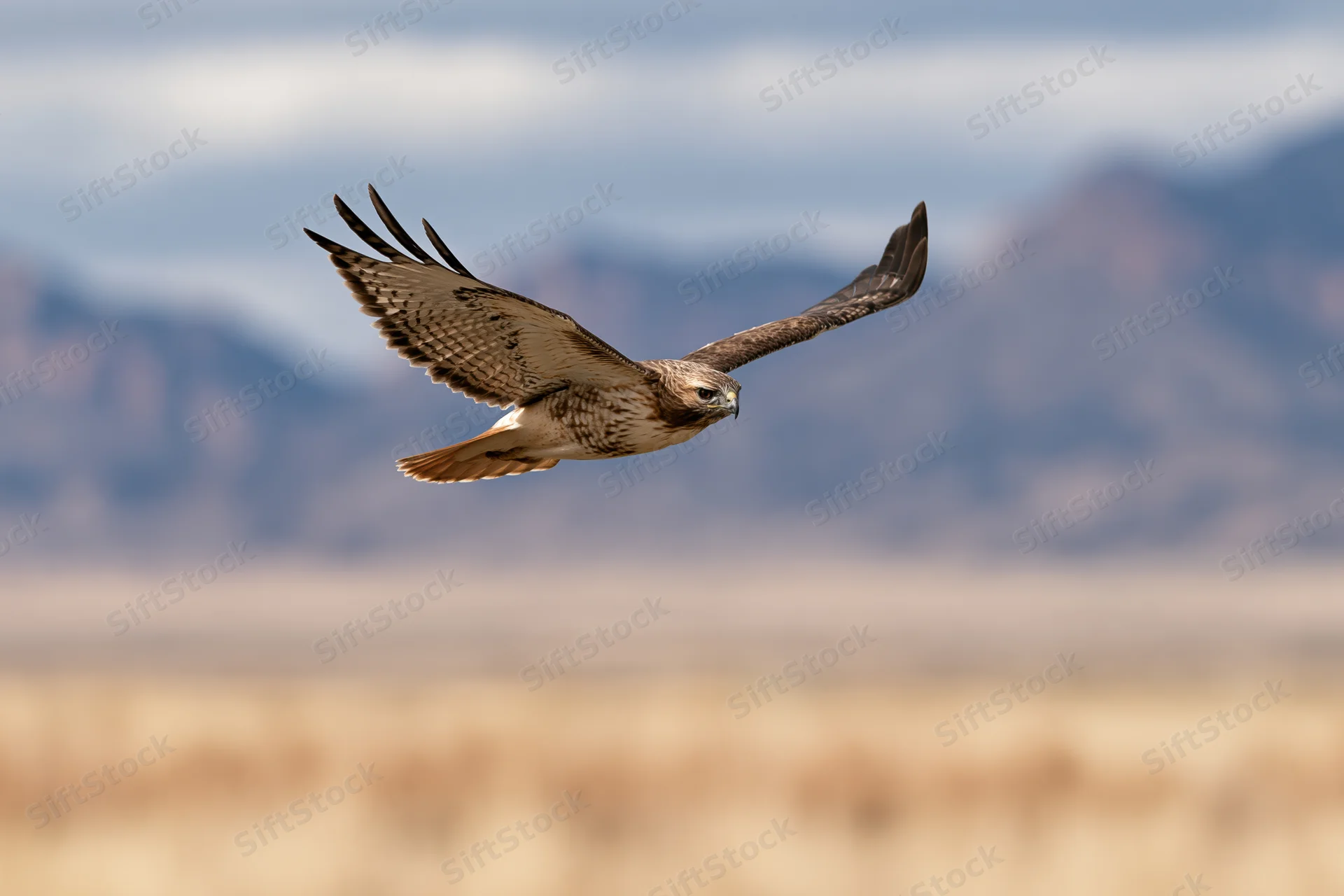 Red-tailed hawk gliding with wings fully spread over desert landscape with mountains in background