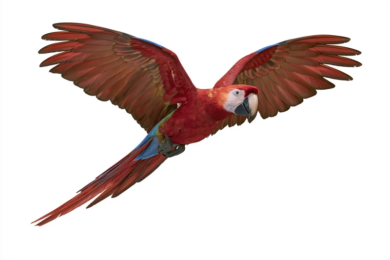 Scarlet macaw in mid-flight with wings fully spread against white background